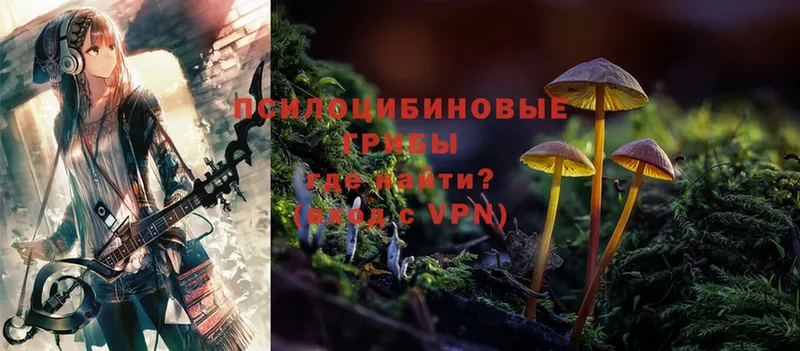 Галлюциногенные грибы Psilocybe  цена   Вичуга 